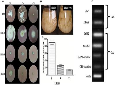 Endophytic Paecilomyces formosus LHL10 Augments Glycine max L. Adaptation to Ni-Contamination through Affecting Endogenous Phytohormones and Oxidative Stress